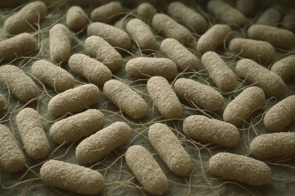 How Many Bacteria Are Lurking on Everyday Surfaces?